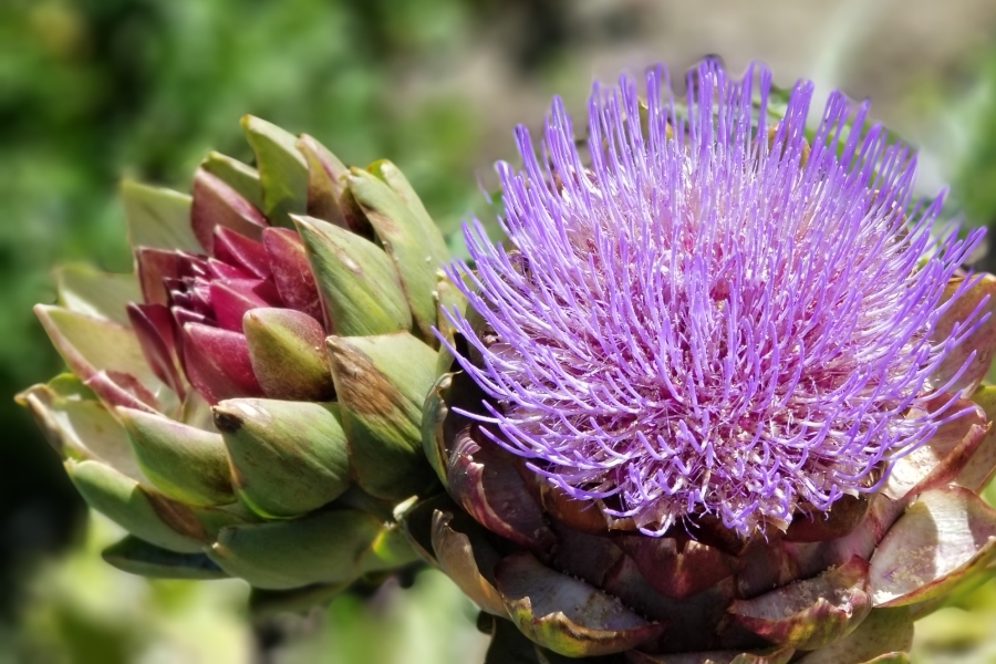 Medical Herb of Herbalist Green Medicine