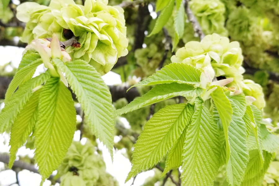 From Fragrance to Healing