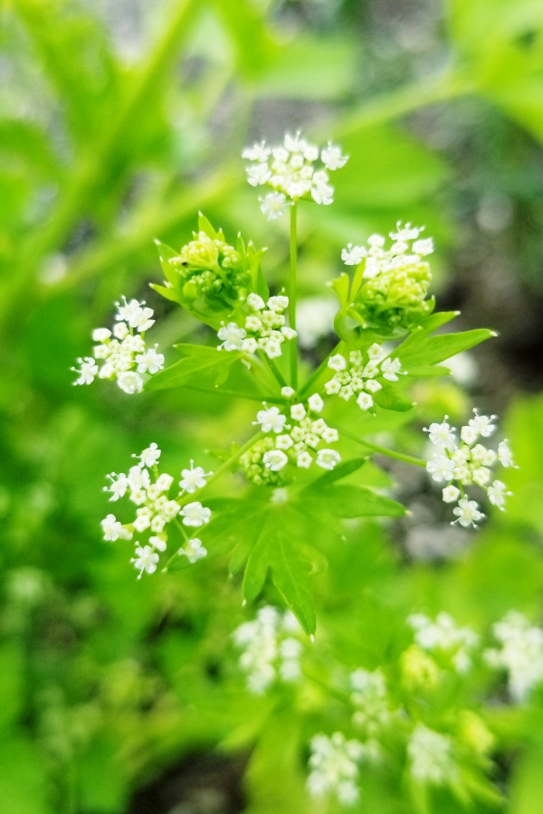 Rediscovering the Language of Herbs