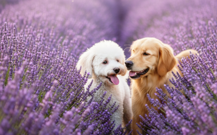 Foliumist: A New Eco-Health Professional for Companion Animals Launches in Korea